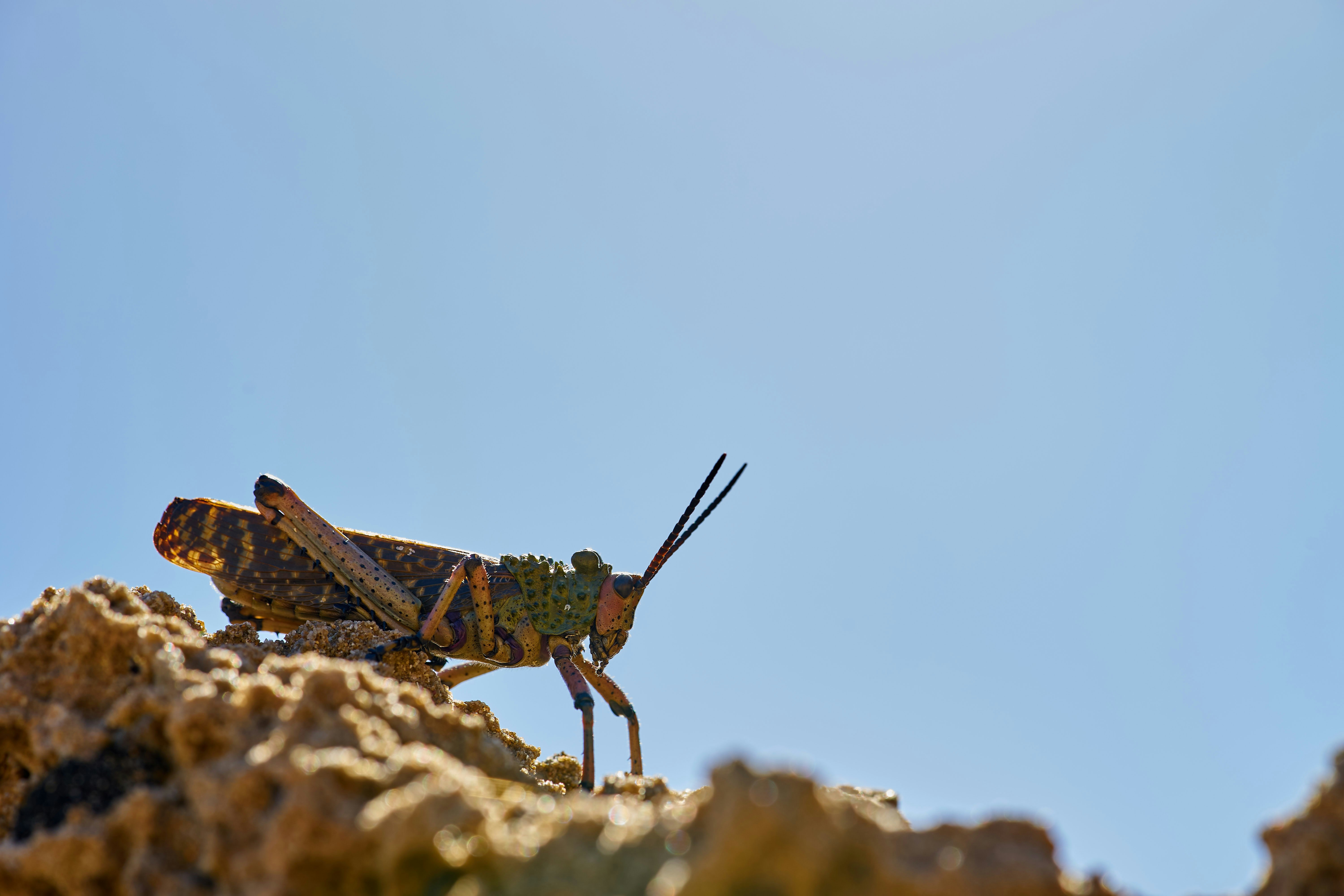 green grasshopper on gray rock during daytime